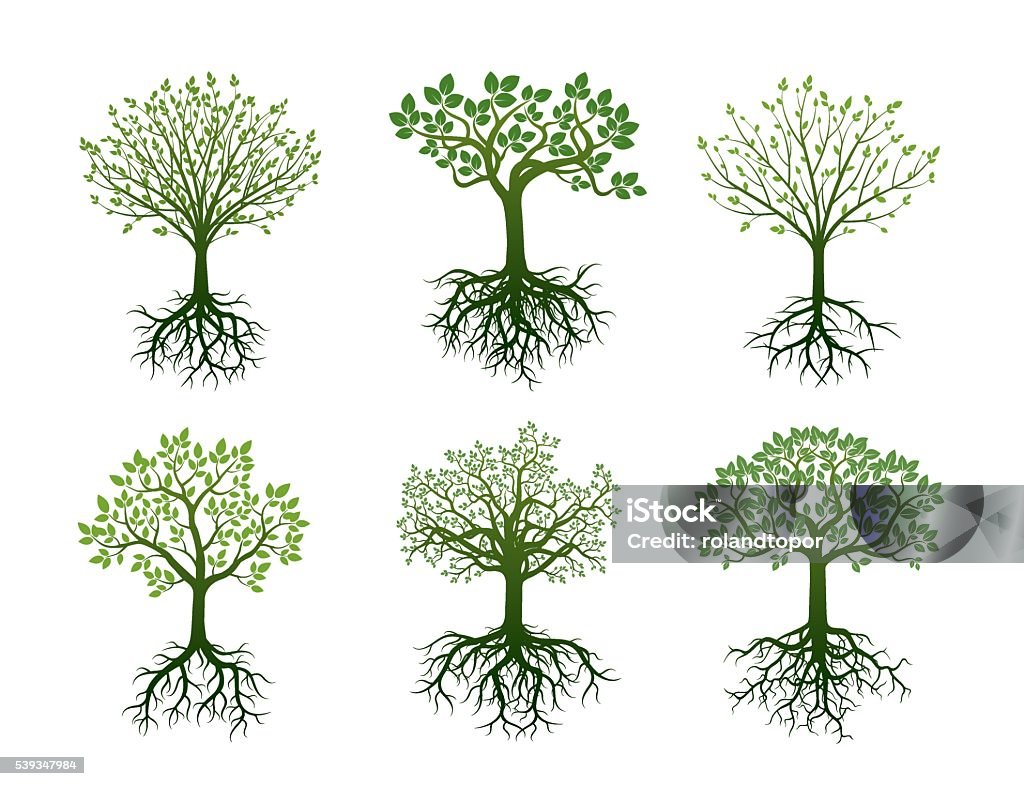 Forma di alberi, radici e Leafs. Illustrazione vettoriale. - arte vettoriale royalty-free di Albero