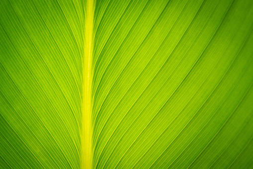 green leaf close upgreen leaf close up