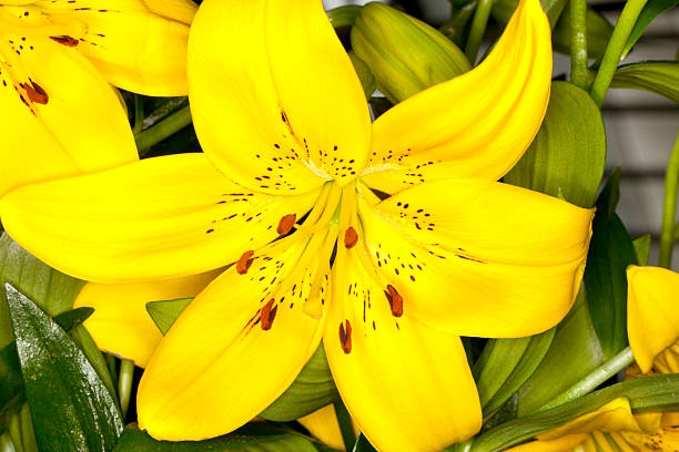 Assorted Asiatic Lilies Flower Closeup of a mixed assorted Asiatic Lilies flower in a garden Sepal stock pictures, royalty-free photos & images