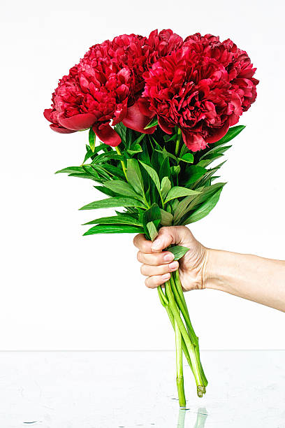 istock Bouquet of peonies in hand 539351640
