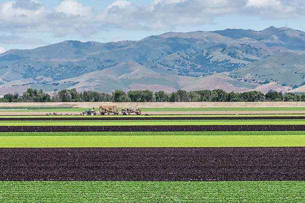 салат поле в долине салинас - salinas стоковые фото и изображения