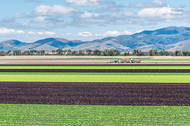 салат поле в долине салинас - salinas стоковые фото и изображения