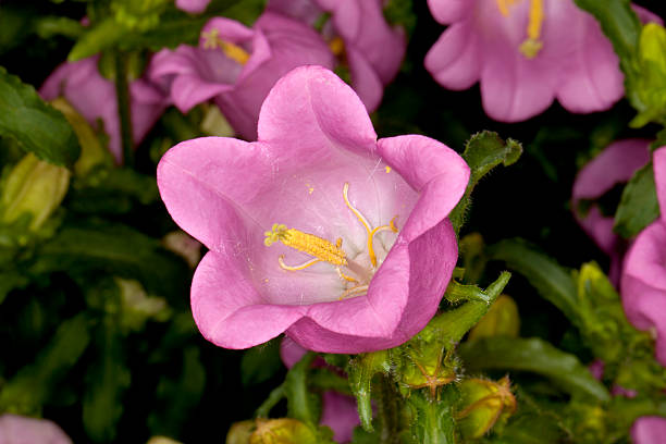 istock Canterbury Bells -Champion Pink- (Campanula medium) Flower 539352344