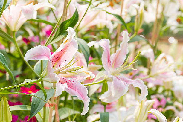 istock Close up of white lily flower 539352882