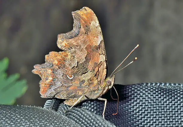 A close up of the butterfly (Polygonia C-album).