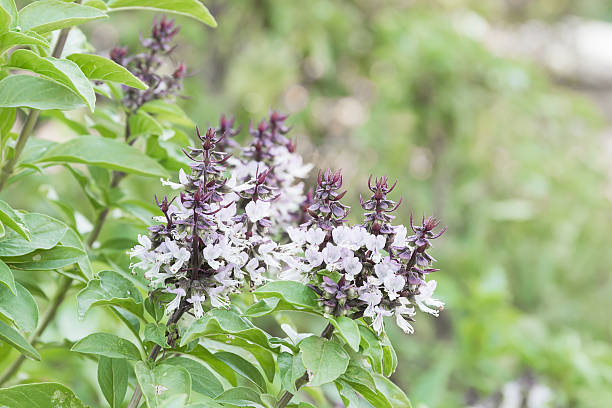 istock Fresh green basil and flower 539353434