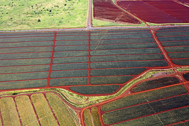 istock Pineapple plantation in central Oahu 539354836