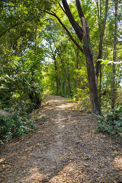 istock nature walkway in Nakhon nayok 539354976
