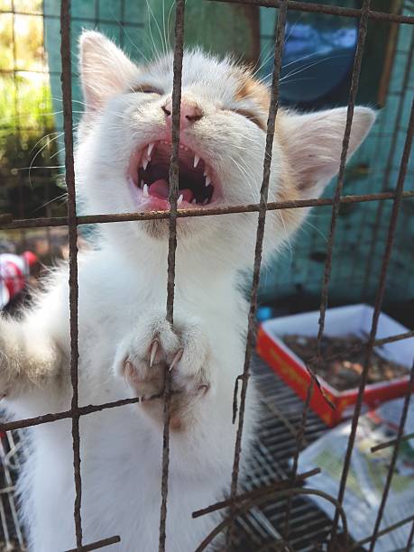 baby cat in cage