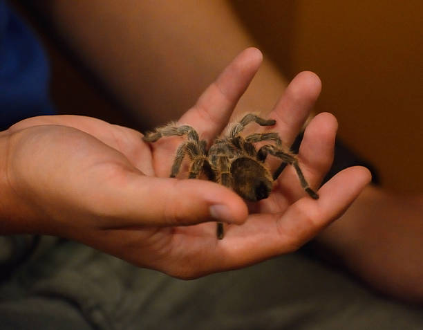 istock Chilean Rose Hair Tarantula crawling 0n hand 539357407