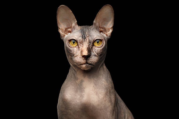 istock Closeup Portrait of Grumpy Sphynx Cat, Front view, Black Isolated 539357758