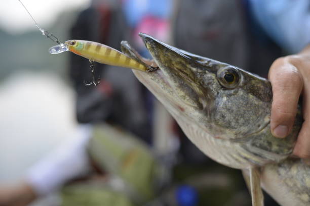 Pike eating plastic lure stock photo