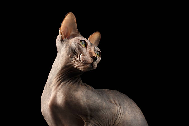 istock Closeup Sphynx Cat, Yellow eyes Looking back Isolated on Black 539357954