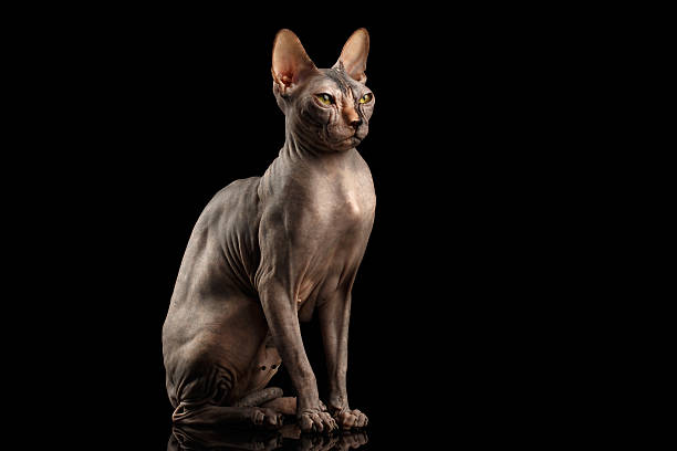 istock Adorable Sphynx Cat Sitting Curious Looks Isolated on Black 539358096