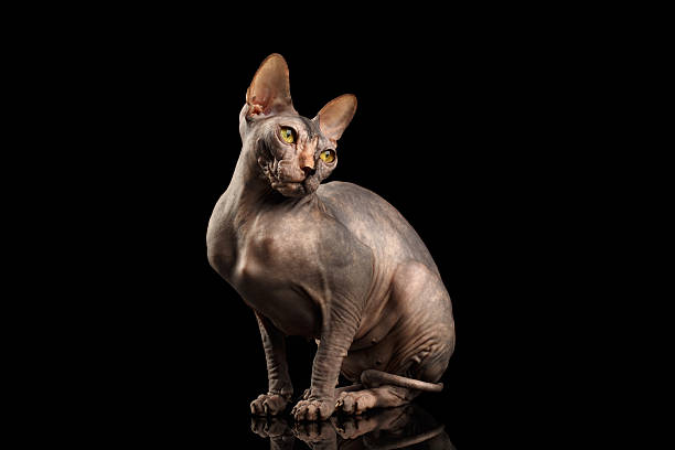 istock Adorable Sphynx Cat Sitting Curious Looks Isolated on Black 539358148