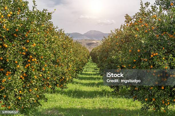 Organic Oranges Garden On Homegrown Orange Tree Stock Photo - Download Image Now - Orange - Fruit, Agricultural Field, Orange Color