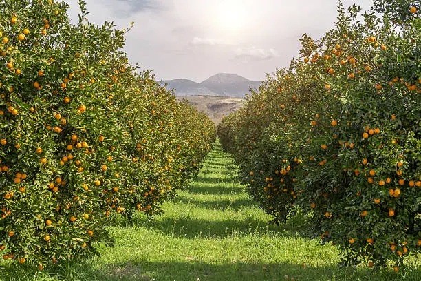 Organic oranges garden on homegrown orange tree with sunlight