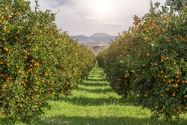 jardim orgânico laranjas em produção local laranjeira - tangerine citrus fruit organic orange - fotografias e filmes do acervo