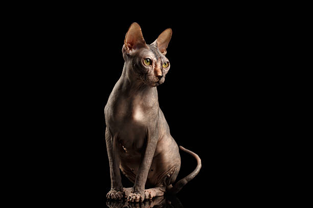 istock Gorgeous Sphynx Cat Sitting Curious Looks Isolated on Black 539358234