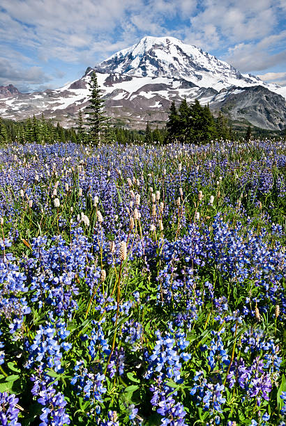 Meadow of Lupine Near Mount Rainier Mount Rainier, in Washington State, is the highest peak in the Cascade Range at 14,410'. The sub-alpine meadows that surround the mountain put on a brilliant display of wildflowers every summer. This meadow of lupine and bistort was photographed at Spray Park, just north of the mountain near Mowich Lake. Because of reduced winter snowfall and an unseasonably warm June, the wildflower season came early in 2015. This scene, shot in June would normally not be seen until late July. jeff goulden mount rainier national park stock pictures, royalty-free photos & images