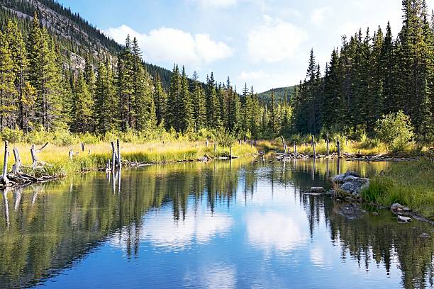 istock Beaver Pond near Bragg Creek, Alberta,Canada 539358279