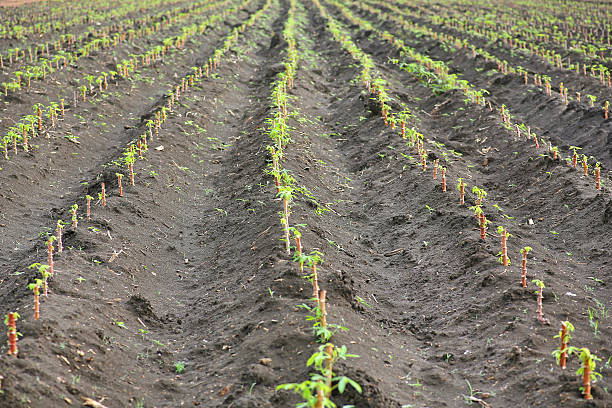 istock Small cassava or tapioca field, cassava farm land 539358752