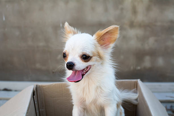 istock white chihuahua siting in box 539358964