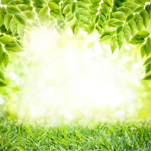 istock Green leaves background. Abstract Nature Background. 539359402