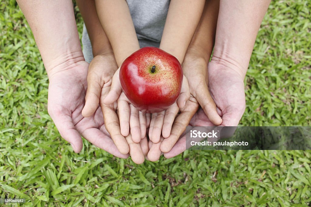 Adult hands holding kid hands with red apple on top Adult hands holding kid hands with red apple on top, spring time. Adult Stock Photo