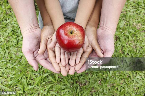 Adult Hands Holding Kid Hands With Red Apple On Top Stock Photo - Download Image Now