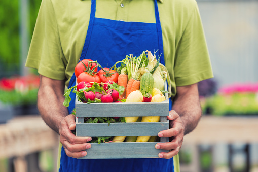 African American mans hands holding a basket on fresh summer vegetables. Focus on hands and basket, head is out of frame. He is wearing a green shirt and blue apron.