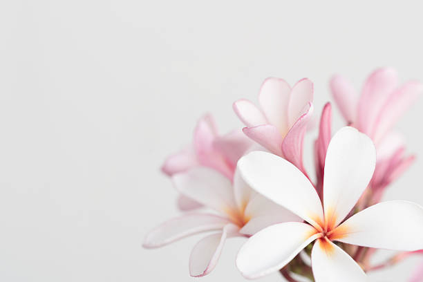 istock Pink and white frangipani background 539361076