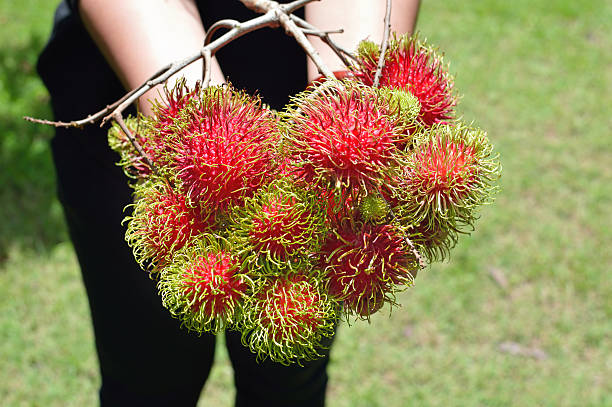 Delicious rambutan fruit arranged on hands  from farm garden