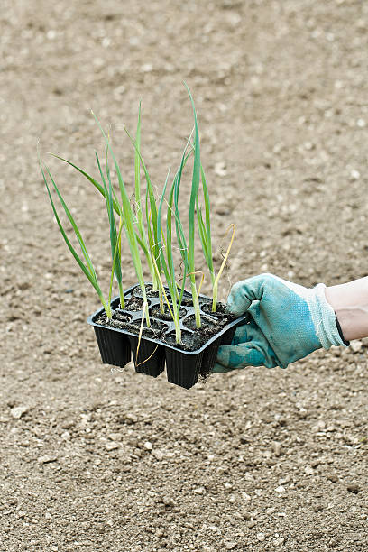 alhos franceses (alho porro) as plantas em panela, preparados para plantação - agriculture bed botany copy space imagens e fotografias de stock