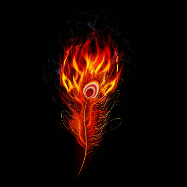 ilustrações, clipart, desenhos animados e ícones de fogo queimando penas de pavão com fundo preto - feather peacock ornate vector