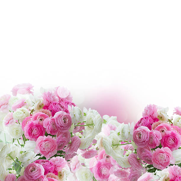 istock Pink and white ranunculus flowers 539363068