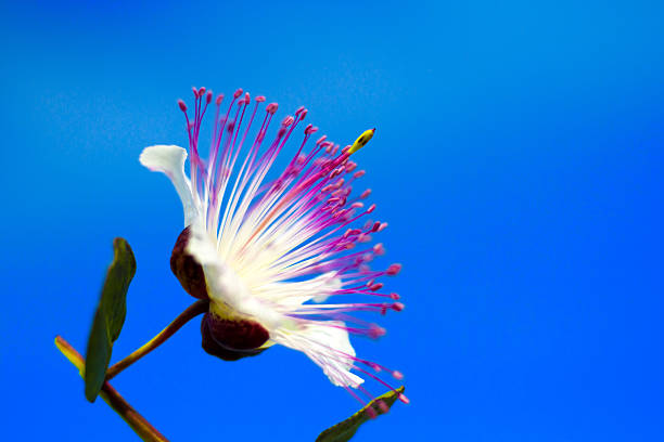 Wild Mediterranean caper flower against a blue sky background. Shot in the Aeolian Islands, Italy.