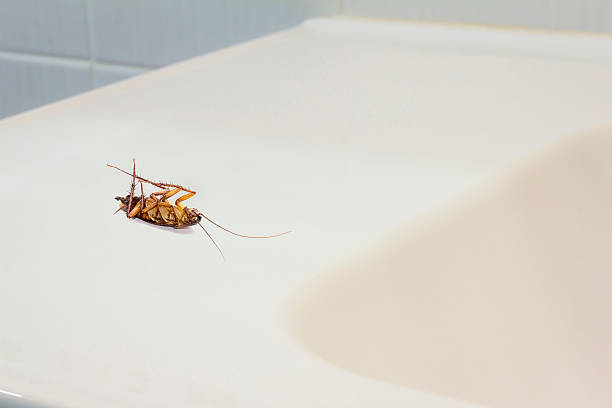 istock Dead cockroaches in bathroom. 539363446