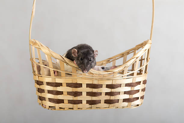 istock domestic rats in a basket 539363662