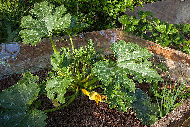 courgette jaune plante de plus en plus d'attribution cadre en verre. - squash flower plant single flower photos et images de collection