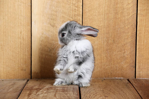 istock Gray rabbit eating morning glory on the wooden floor. 539364038