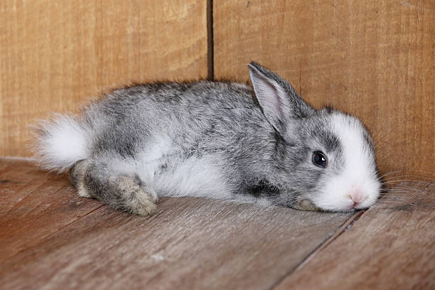 istock Gray rabbit eating morning glory on the wooden floor. 539364096