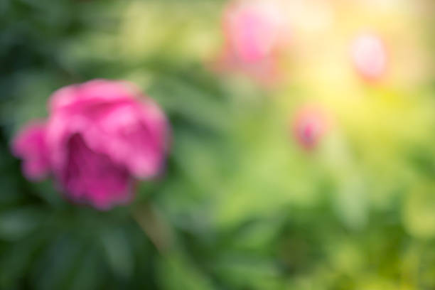 Fresh peonies flowers with dew drops on white wooden background, copy space, selective focus