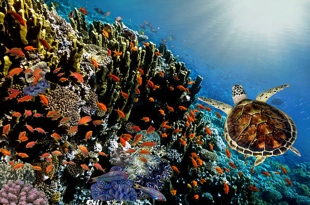 istock Tropical fish and Hard corals in the Red Sea 539366052