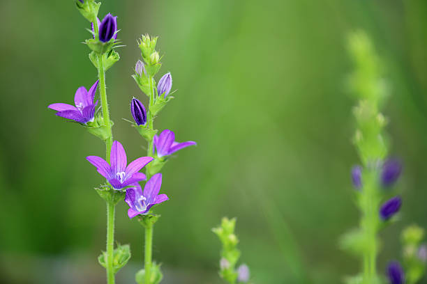 istock Venus looking glass flower 539366088