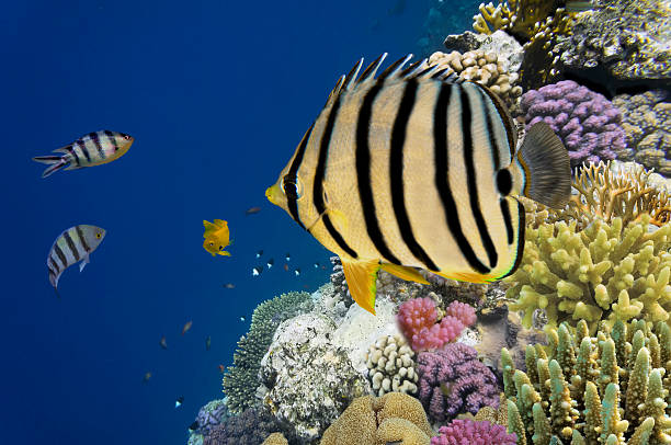 istock Tropical fish on the coral reef 539368096