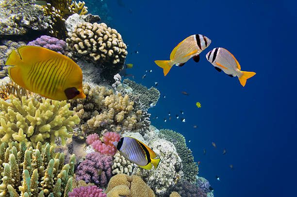 istock Coral reef with soft and hard corals with exotic fishes 539368186