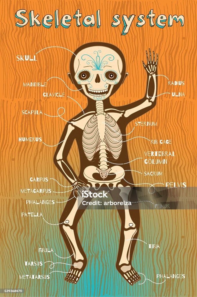 vector cartoon illustration of human skeletal system for kids Human skeletal system for kids. Vector color cartoon illustration. Human skeleton scheme. Anatomy stock vector