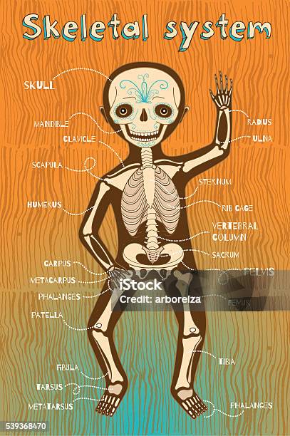 Vector Cartoon Illustration Of Human Skeletal System For Kids Stock Illustration - Download Image Now