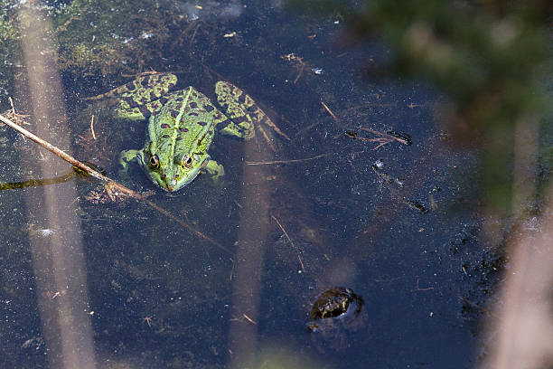 istock green frog swimming 539368494
